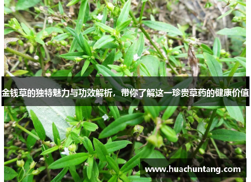 金钱草的独特魅力与功效解析，带你了解这一珍贵草药的健康价值